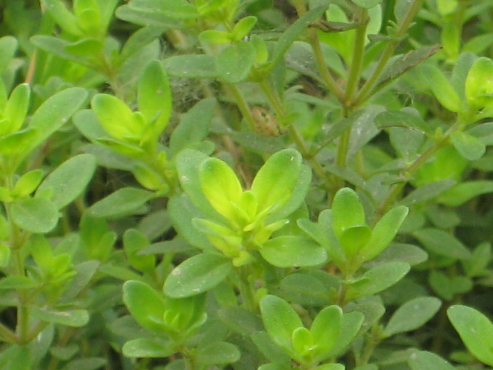 Thymus vulgaris (cultivated) eFlora of India